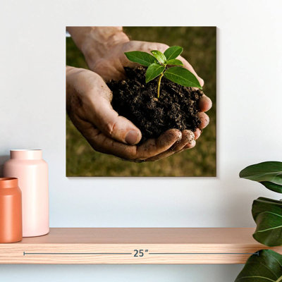 Senne New Seedling Sprouting