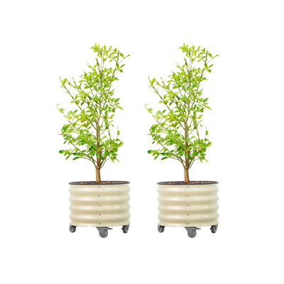 Pot à fleurs 17,5 "de hauteur et 21" de largeur