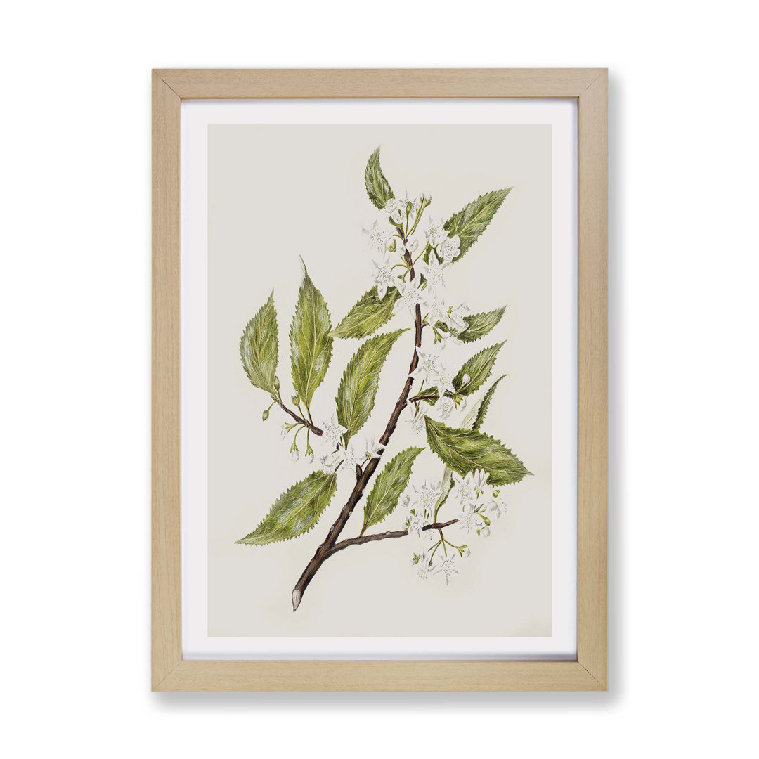 Flowers by Sarah Featon - Framed Print