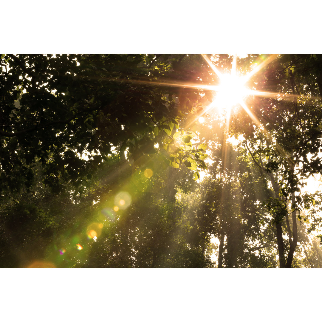 Sonnenaufgang im Wald von Rvimages - Drucken