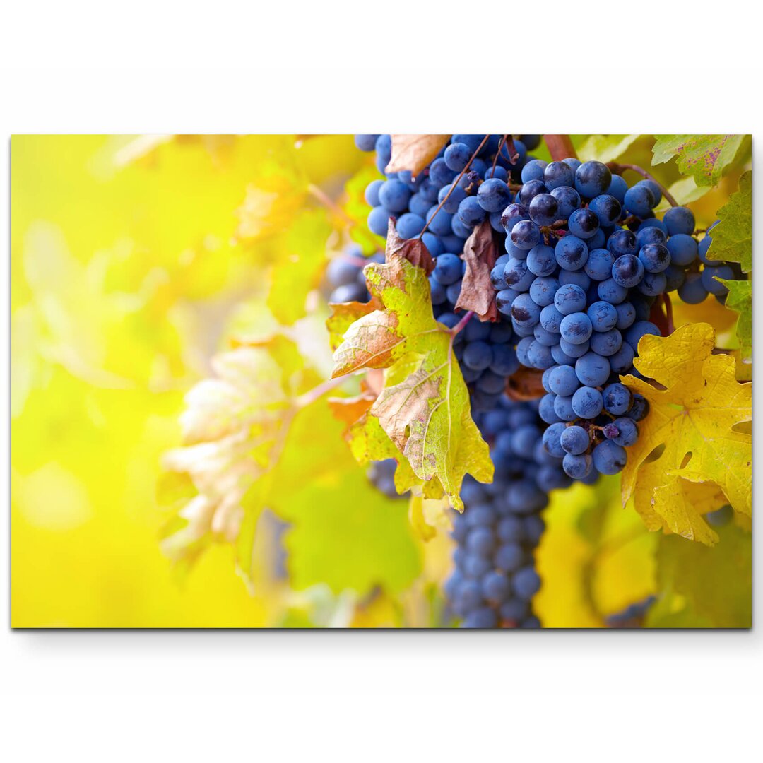 Leinwandbild Blaue Weinrebe im Herbst