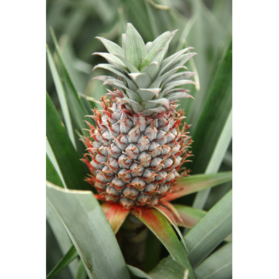 «Growing Pineapple» par Micheldenijs