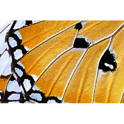 Closed Up Butterfly Wing by Adisak Mitrprayoon