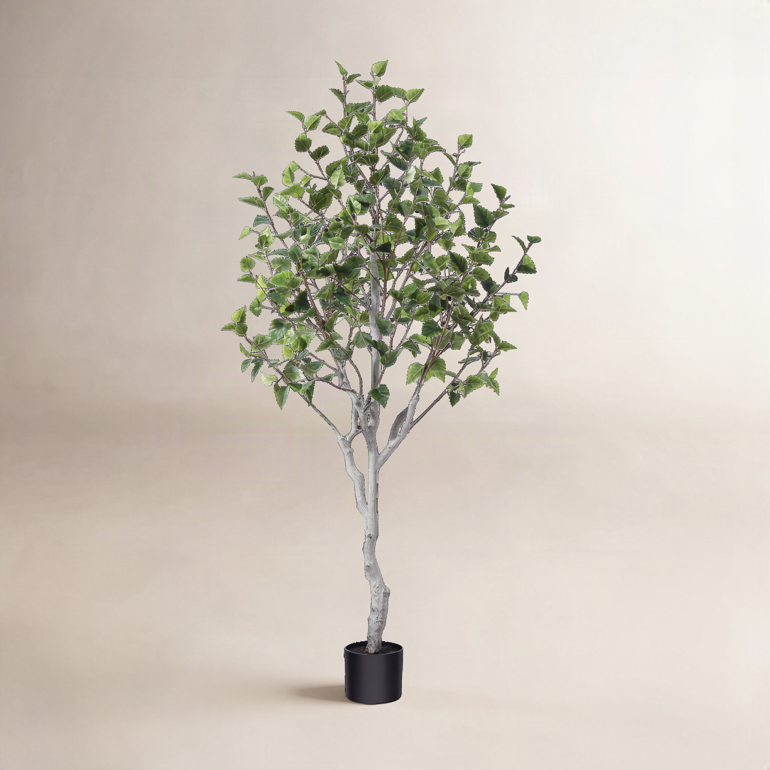 Adcock Birch Tree in Pot, 72" H x 24" W x 24" D