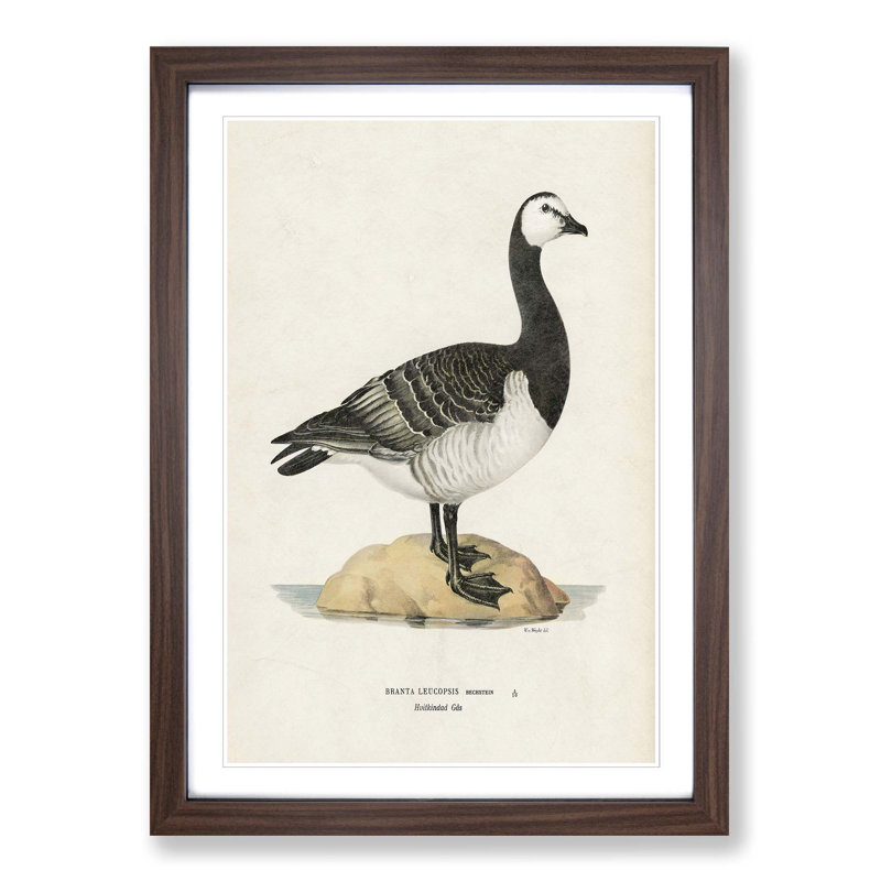 Barnacle Goose by Von Wright - Picture Frame Painting Print, Walnut Framed, 36cm H x 27cm W x 2cm D