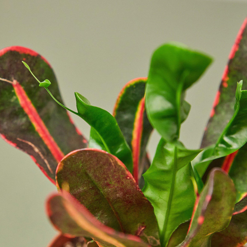 House Plant Shop Live Foliage Plant Low Maintenance Plant Rattan