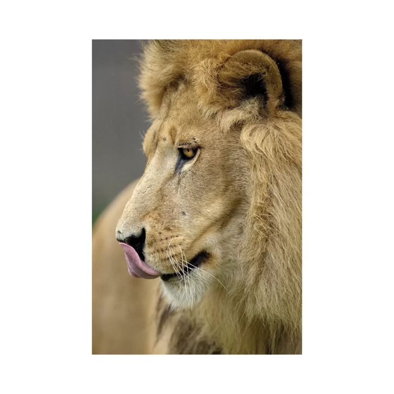 Lion XI by Goran Anastasovski - Wrapped Canvas Print, 30.48 cm H x 45.72 cm W