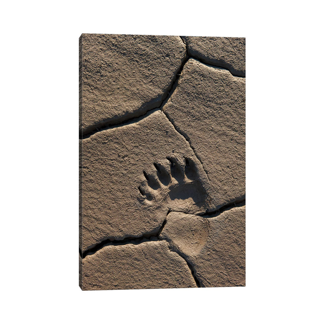 Grizzly Bear Track In Mud, Lake Clark National Park, Alaska