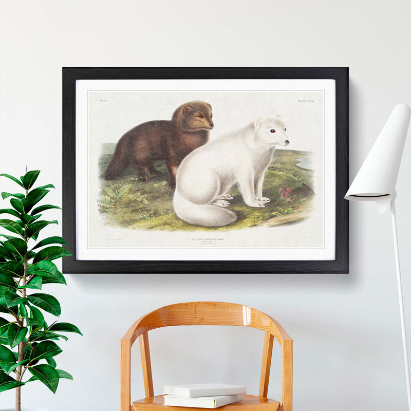Arctic Fox 1 Piece Single Picture Frame Painting, 33cm H x 45cm W x 2cm D, Black Framed