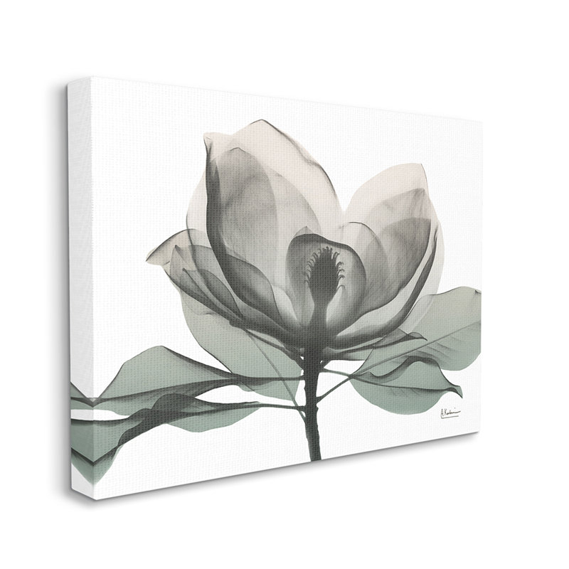 «White Magnolia Flower White Green Silhouette» par Albert Koetsier - impression d'art graphique, H 24 po x l 30 po x 1,5 po
