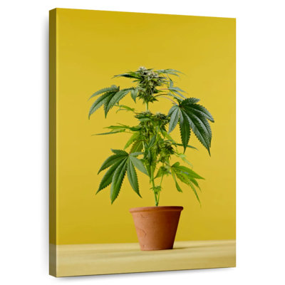 Marijuana en pot