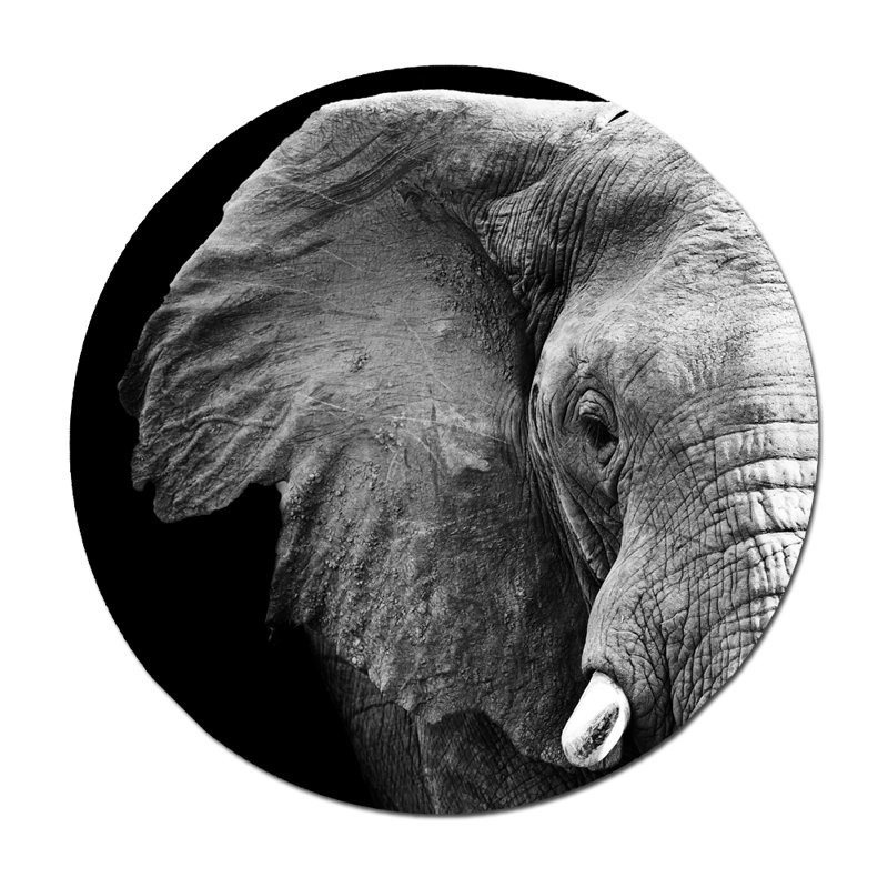 Elephant Profile Print, 24" H x 24" W x 1.5" D