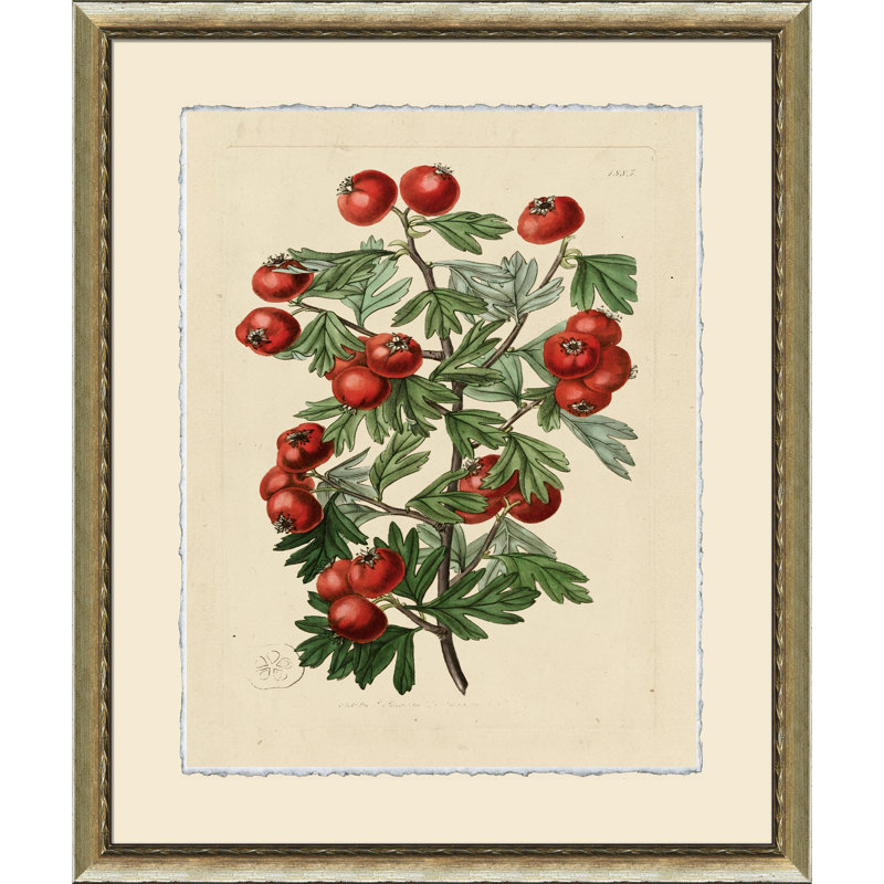 Wilts Red Berries III Print