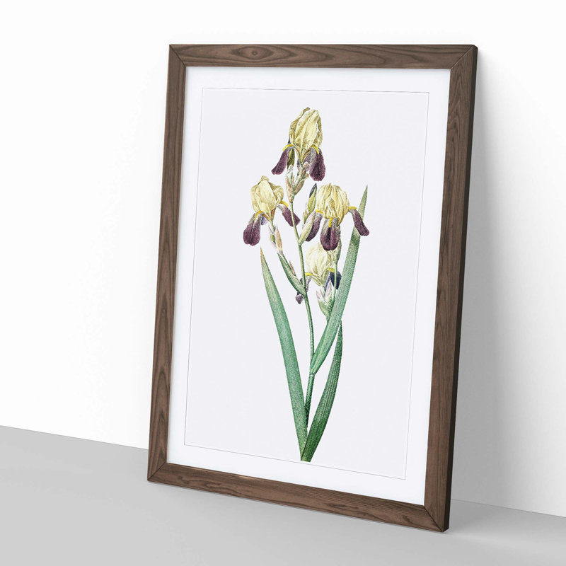 Elder-scented Iris Flower by Pierre-Joseph Redoute - Picture Frame Painting Print, Walnut Framed, 48cm H x 36cm W x 2cm D