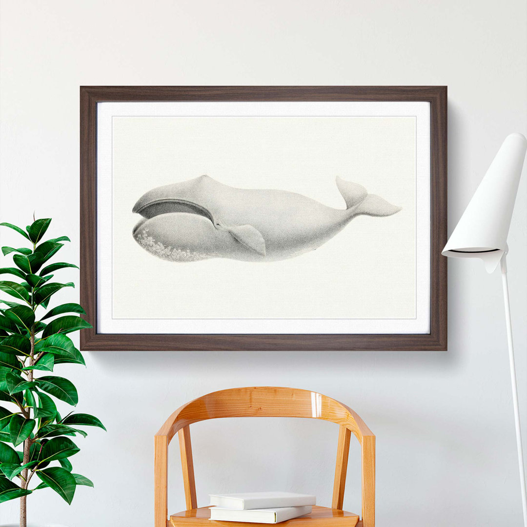 Bowhead Whale by C.M. Scammon - Framed Print