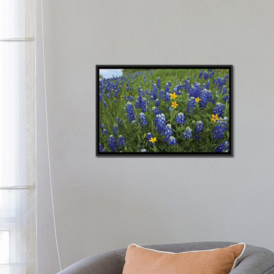 «Bluebonnet and Texas Yellowstar Meadow, Cedar Hill State Park, Texas» par Tim Fitzharris, reproduction sur toile tendue sur châssis