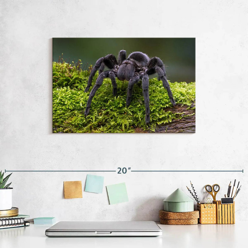 Brazilian Black Tarantula, 8" H x 12" W