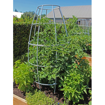 Toki 58'' H x 24'' W Steel Obelisk Trellis