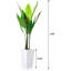 57.87cm Plant