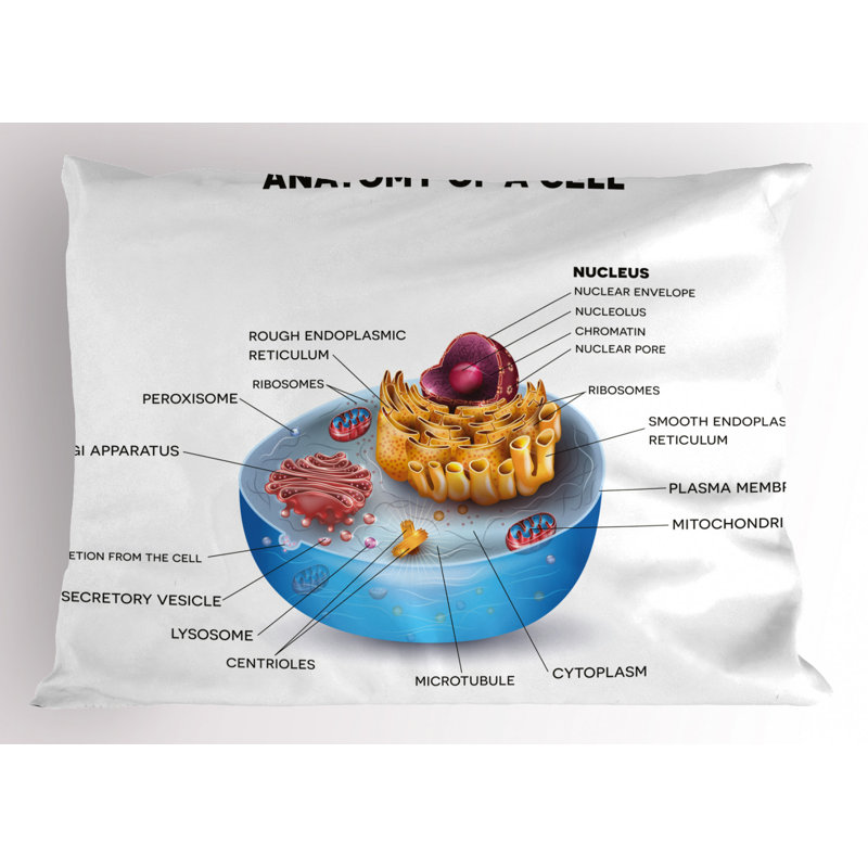 Educational Polyester Sham Set, Twin