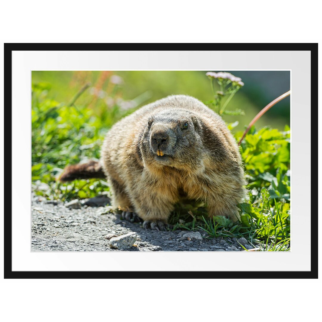 Gerahmtes Poster Kleiner Biber im Gras