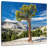 Harnek Yosemite Park Tree-109369393