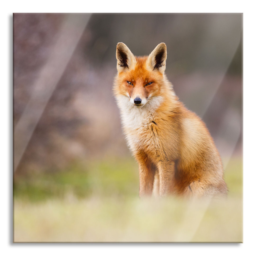 Ungerahmtes Foto auf Glas "Cunning Fox"