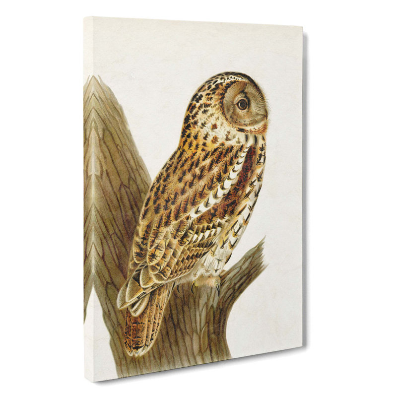 Tawny Owl by Von Wright - Wrapped Canvas, 76cm H x 50cm W x 3cm D