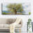 " Olive Tree "-983815288