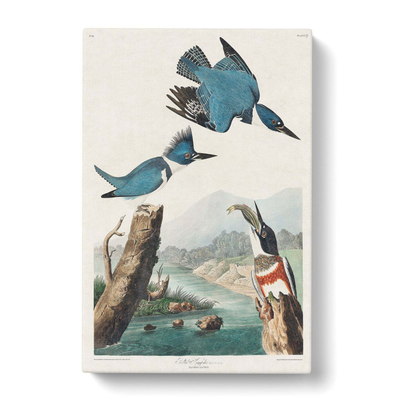 Belted Kingfishers by John James Audubon - Wrapped Canvas, 50cm H x 35cm W x 3cm D