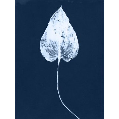 Tavoris Cyanotype Leaf III by Jason Johnson - Wrapped Canvas Print