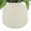 Sedum Bush dans un vase Fiberstone-1374902517