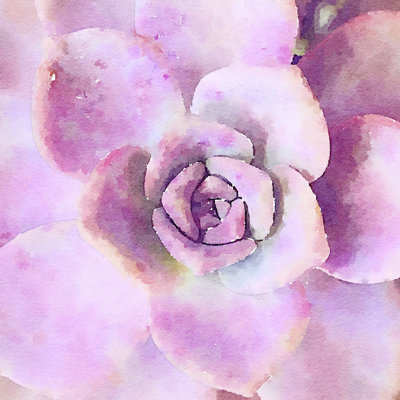 Succulente VIII by Vicki Gladle Bolick - Wrapped Canvas Painting
