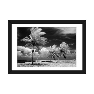 Photographie panoramique infrarouge des années 1960 de palmiers tropicaux soufflant dans une tempête, Florida Keys USA, reproduction de photo sur toile tendue