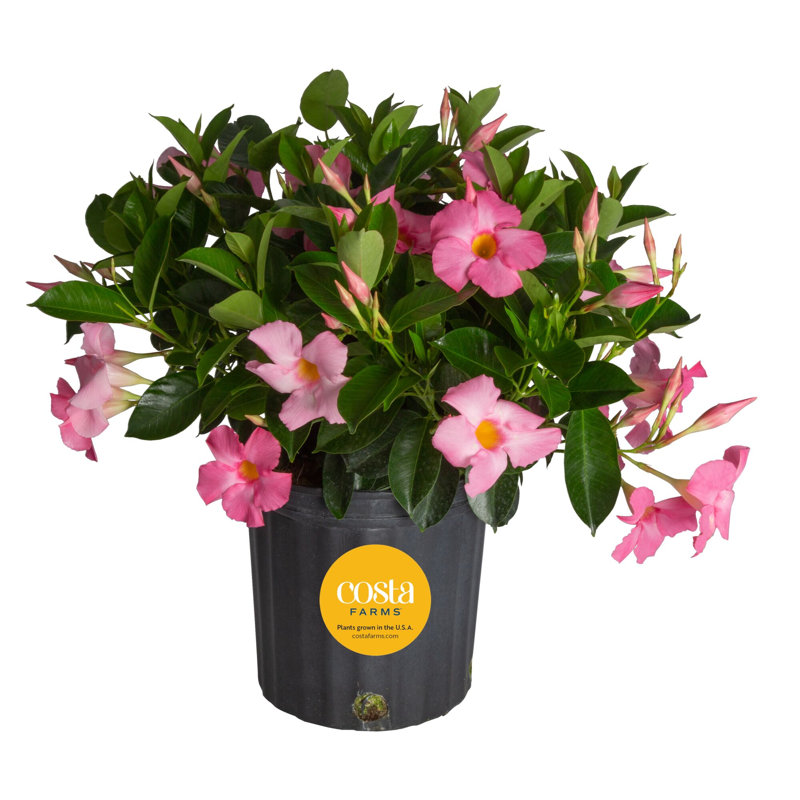 Costa Farms Indoor Mandevilla Grower's Choice House Plant in 10-inch Nursery Pot