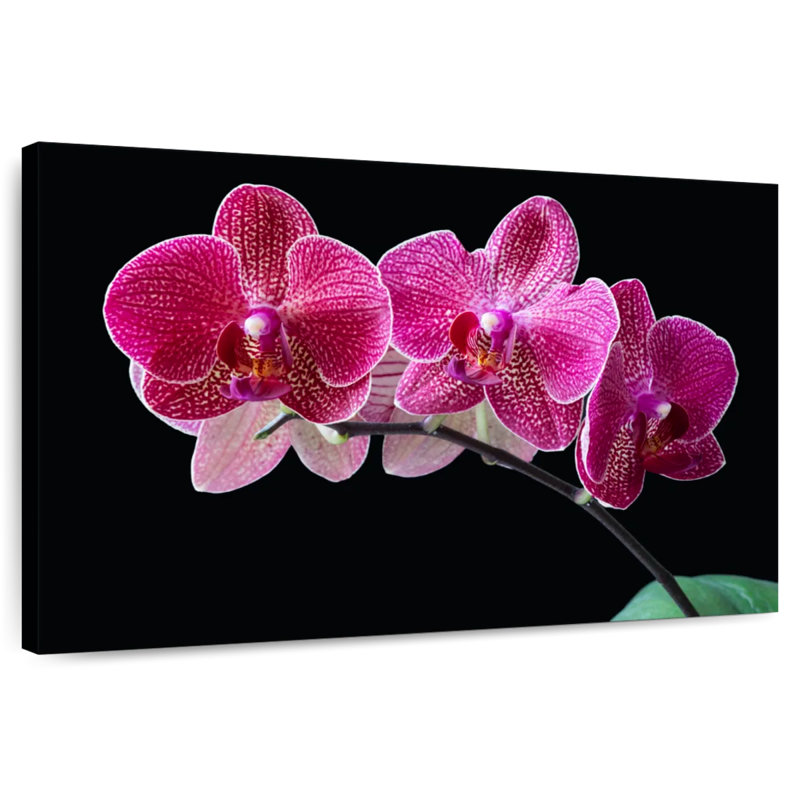 Orchidée