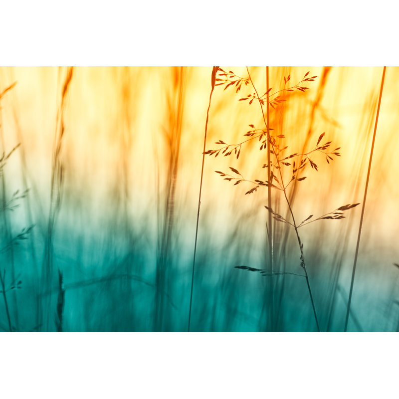 Silhouette of wildflowers in meadow during sunset, 81cm H x 122cm W