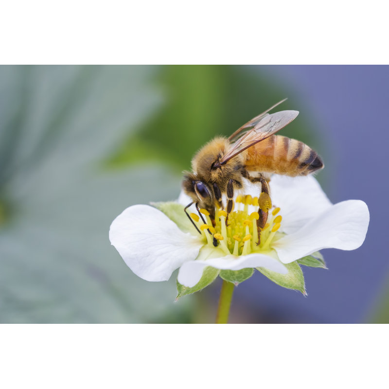 Honey Bee - Wrapped Canvas Print, 20cm H x 30cm W x 3.8cm D