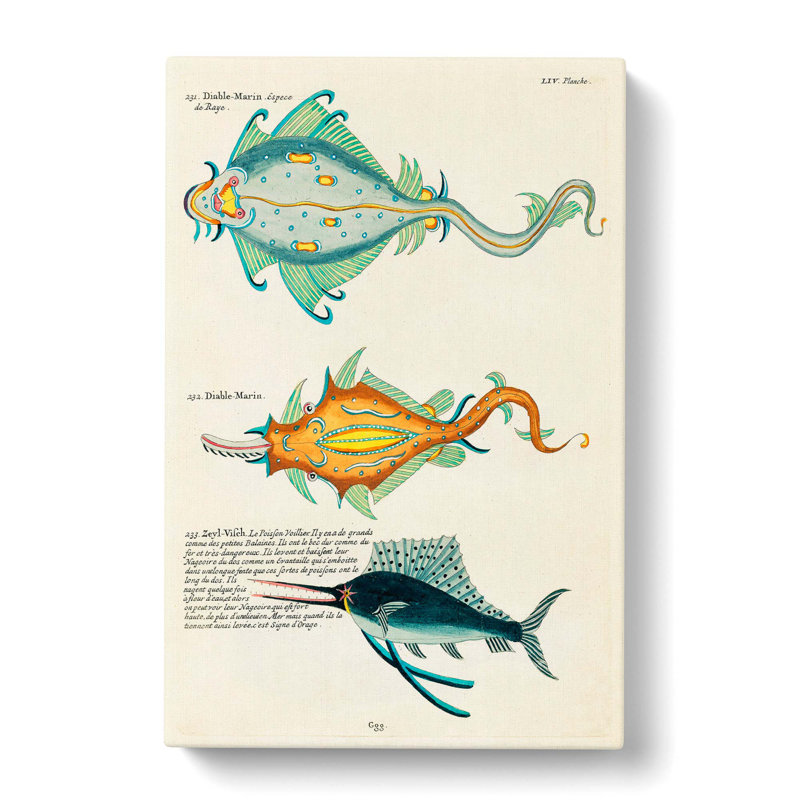 East Indies Fish Illustrations LIV by Louis Renard - Wrapped Canvas, 76cm H x 50cm W x 3cm D