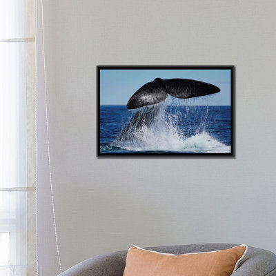 " Southern Right Whale Tail Slapping, Peninsula Valdez, Argentina II " by Hiroya Minakuchi