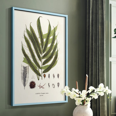 «Botanical Society Ferns II», reproduction encadrée - bois massif