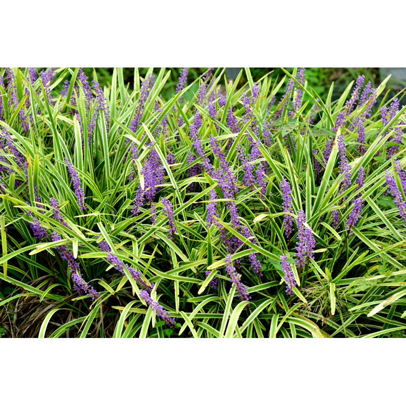 Liriope Muscari / lis fleur par Magicflute002, H 8 po x l 12 po