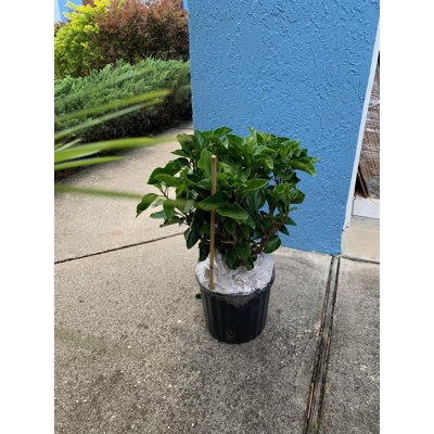 Primrue Live Flowering Plant in Plastic Pot