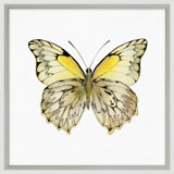 Butterfly Study 6' Framed Graphic Art Print on Glass