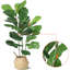 99cm Plant
