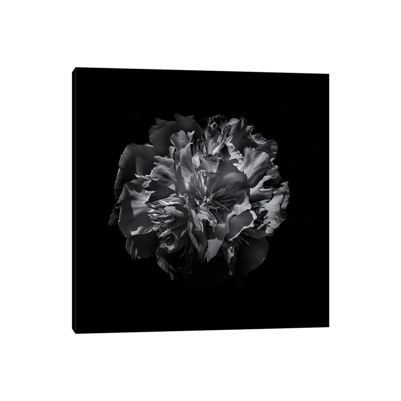 Black And White Camelia by Brian Carson - Wrapped Canvas Print, 30.48 cm H x 30.48 cm W