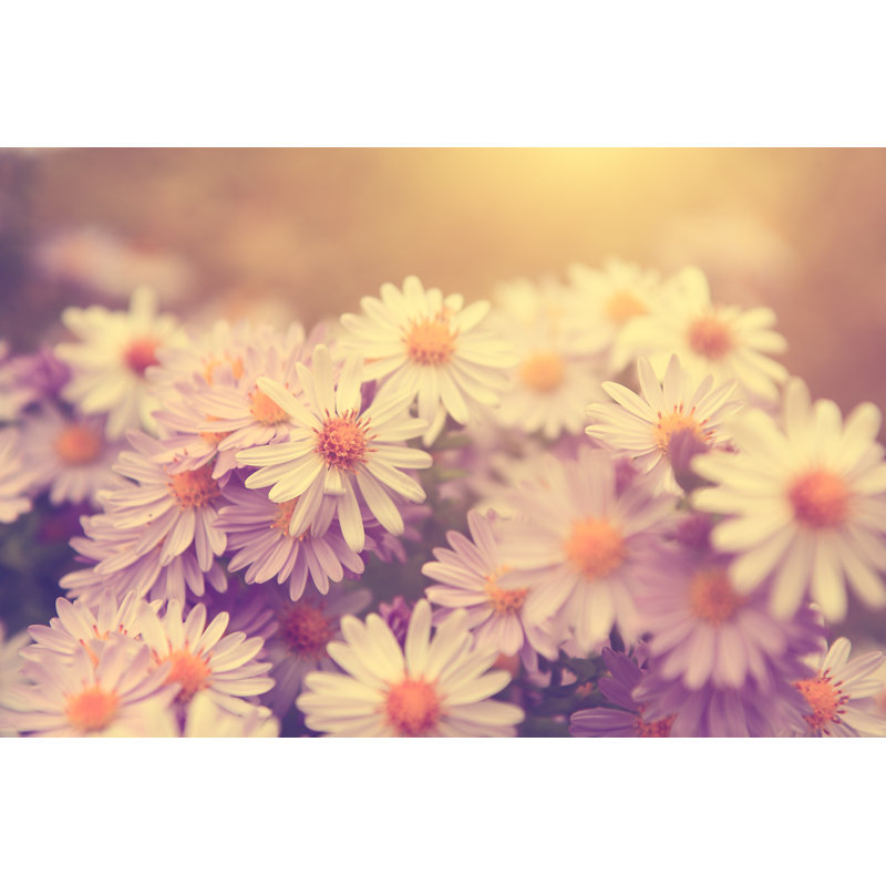 Beautiful Wild Flower - Wrapped Canvas Print, 81cm H x 122cm W