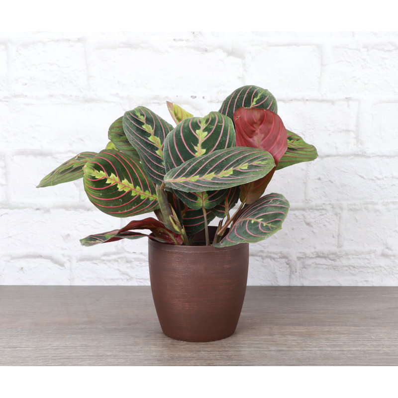 Live Red Prayer Plant in Classic Pot, Copper