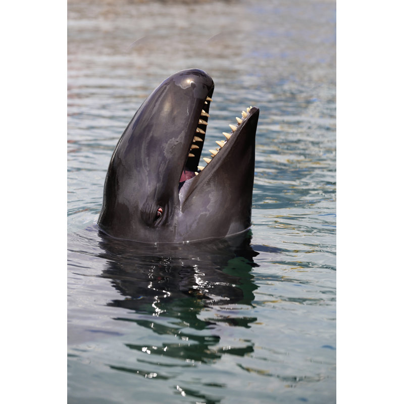 False Killer Whale by DebraMcGuire - Wrapped Canvas Print, 46cm H x 30cm W