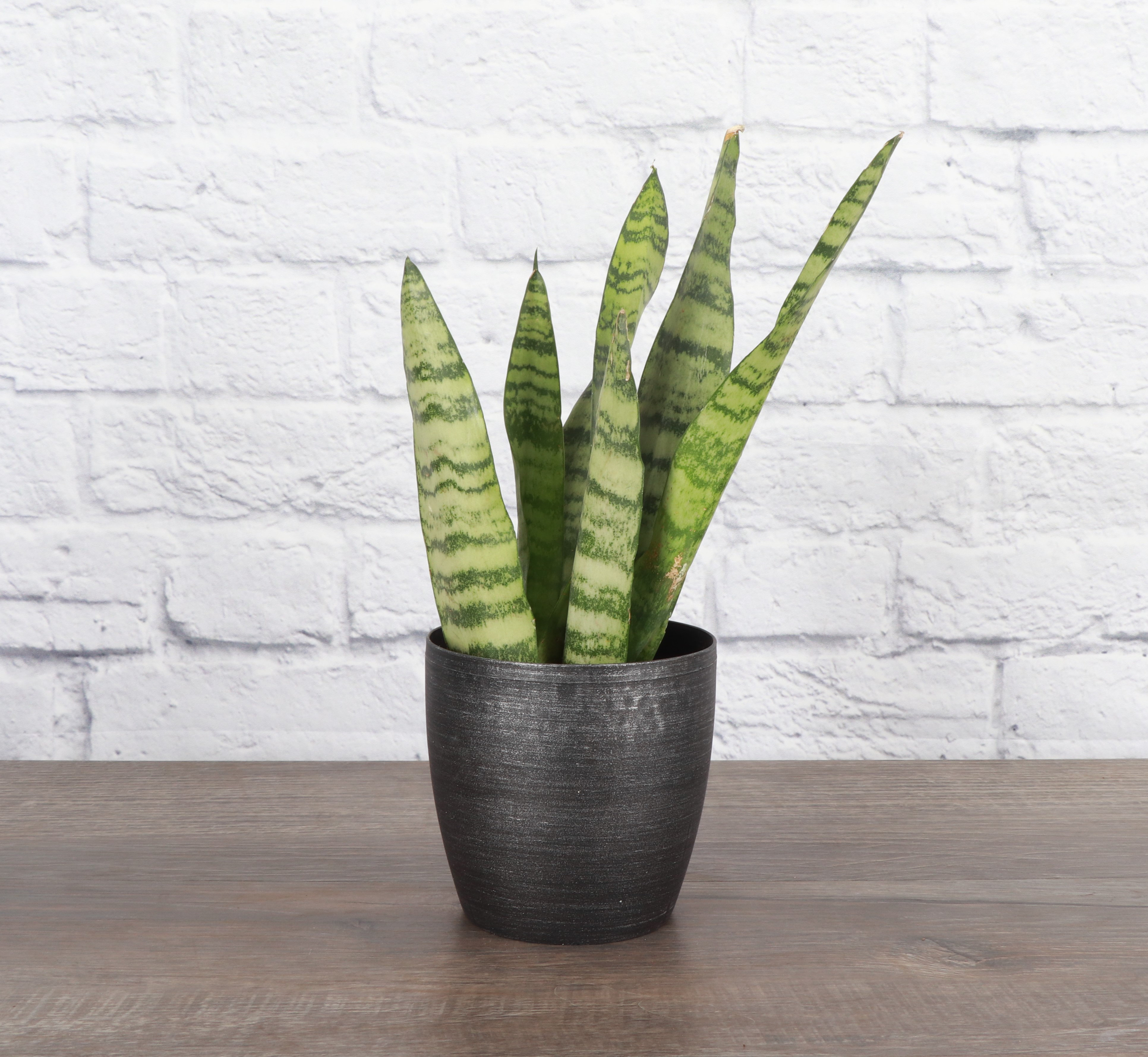 Thorsen's Greenhouse Live Zeylancia Snake Plant in Classic Pot